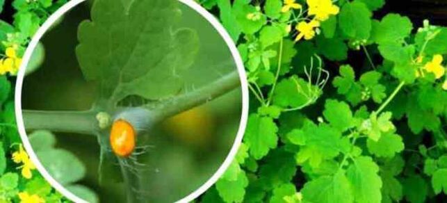 Celandine na ošetrenie húb nechtov