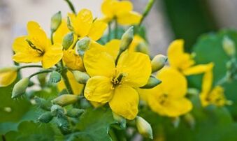 Ľudové metódy liečby húb nôh